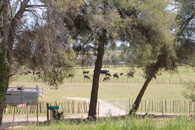 Un champ avec des vaches noires paissant, entouré de clôtures en bois et bordé d'arbres.