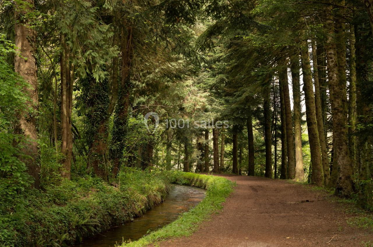 Chemin forestier bordé d'arbres et d'un petit cours d'eau, baigné par une lumière naturelle.