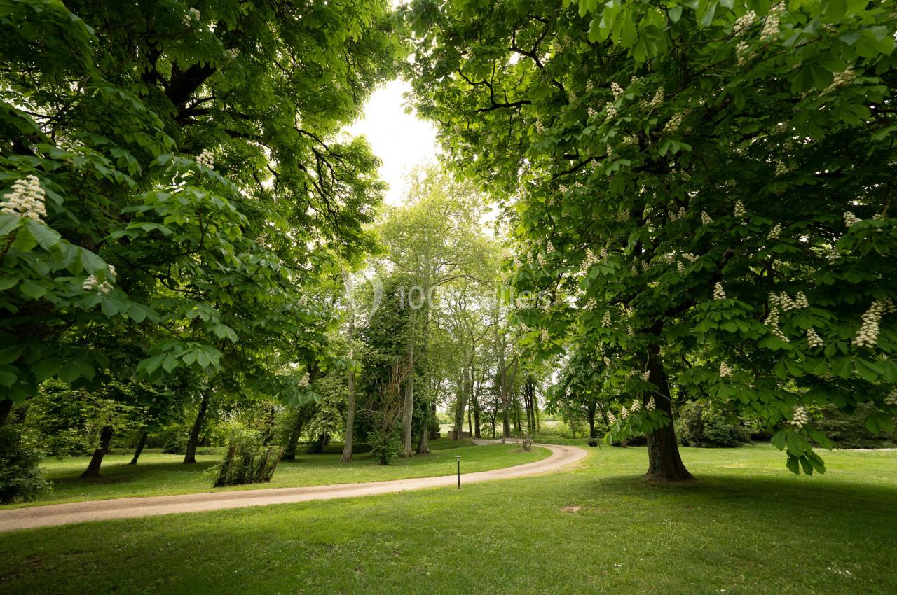 Allée sinueuse bordée d'arbres feuillus dans un parc verdoyant sous un ciel légèrement couvert.