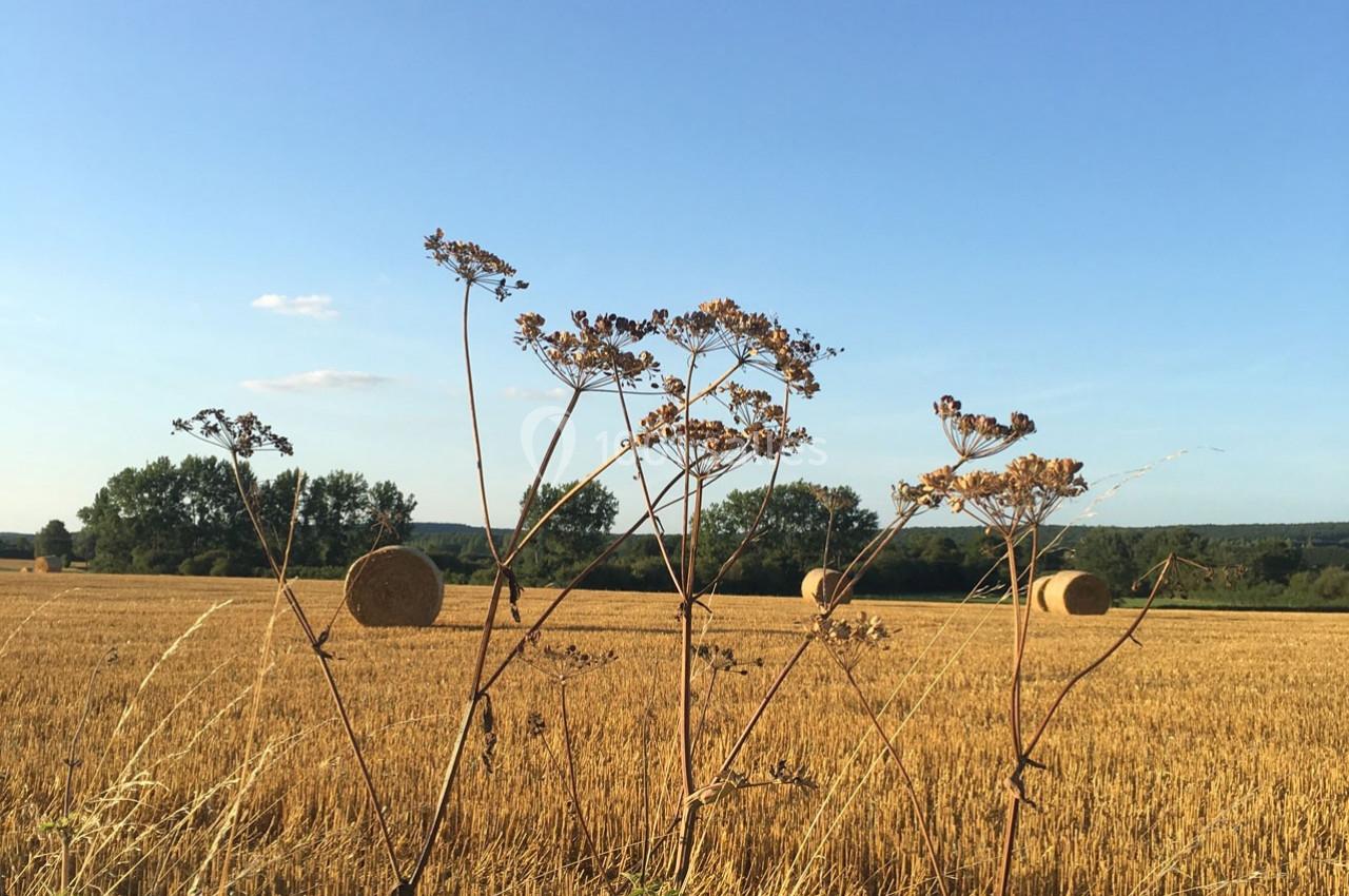 Champ de blé doré avec des bottes de foin rondes, des plantes sèches au premier plan et un ciel bleu dégagé.