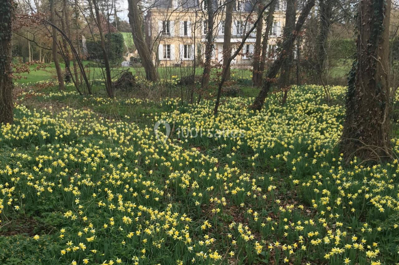 Champ de jonquilles jaunes en fleurs dans un sous-bois, avec une grande maison en arrière-plan.