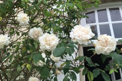 Portail en fer forgé ouvert sur un chemin verdoyant bordé d'arbres et de fleurs sauvages.