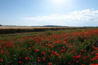 Terrasse extérieure avec pergola en bois, tables et chaises sur sol gravillonné, près d'un mur en pierre et d'un arbre.