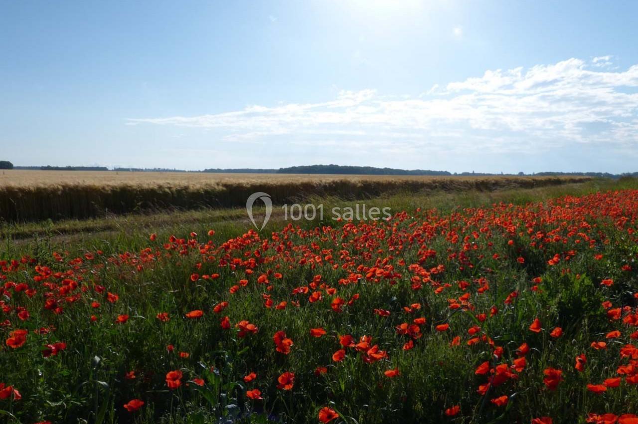 Champ de coquelicots rouges bordant un champ de blé sous un ciel bleu ensoleillé.