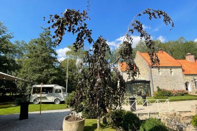 Location salle Wierre-Effroy (Pas-de-Calais) - Le Domaine We #60