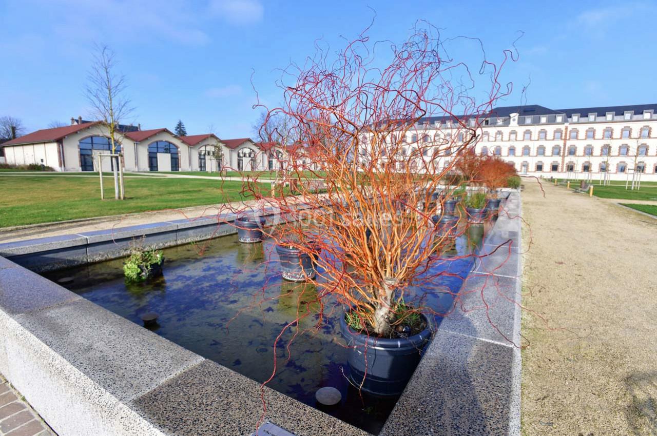 Arbuste aux branches torsadées dans un bac, placé sur un bassin près d'un bâtiment historique sous un ciel dégagé.