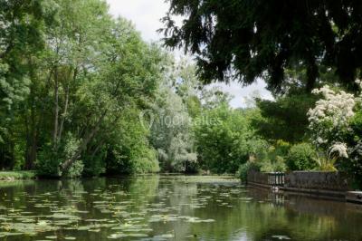 Étang calme entouré d'arbres, avec des nénuphars flottant à la surface et une petite berge en pierre à droite.