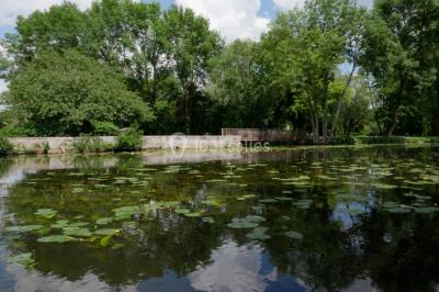 Étang bordé d'arbres avec des nénuphars à la surface et un petit pont en pierre sur la droite.