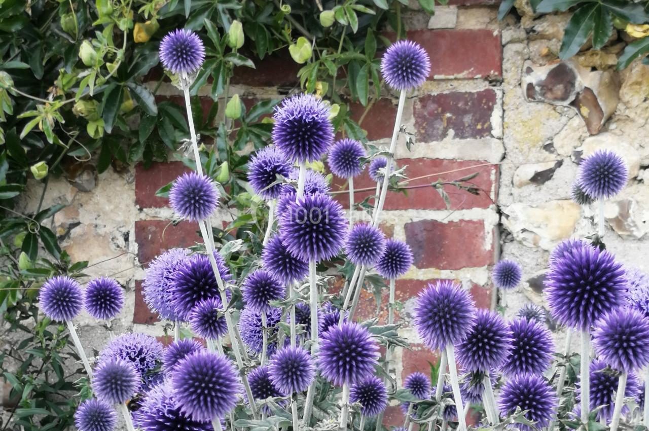 Fleurs sphériques violettes devant un mur de briques et de pierres, entourées de feuillage vert.