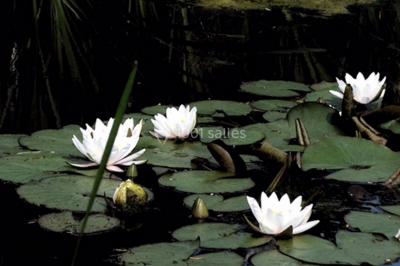 Location salle Saint-Martin-sur-Ocre (Loiret) - Domaine du Colombier #51