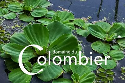 Location salle Saint-Martin-sur-Ocre (Loiret) - Domaine du Colombier #51