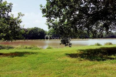 Deux grands arbres ombragent une clairière ensoleillée avec de l'herbe et des feuillages denses en arrière-plan.