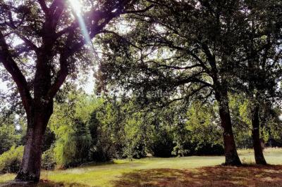 Deux grands arbres ombragent une clairière ensoleillée avec de l'herbe et des feuillages denses en arrière-plan.