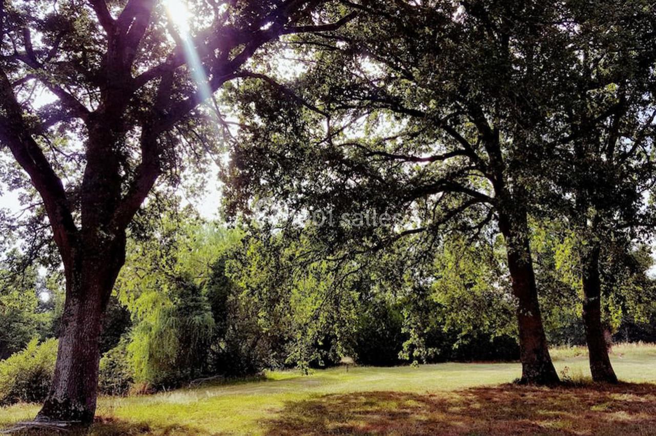 Deux grands arbres ombragent une clairière ensoleillée avec de l'herbe et des feuillages denses en arrière-plan.