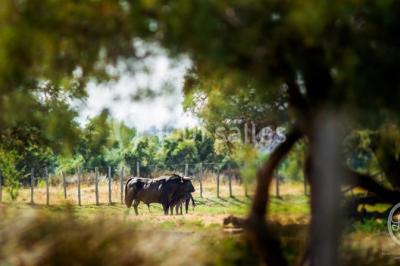 Location salle Fleury (Aude) - Manade Marge #20