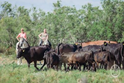 Location salle Fleury (Aude) - Manade Marge #20