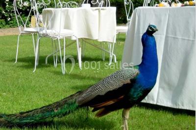 Location salle Lanloup (Côtes-d'Armor) - Manoir De La Noë Verte #17