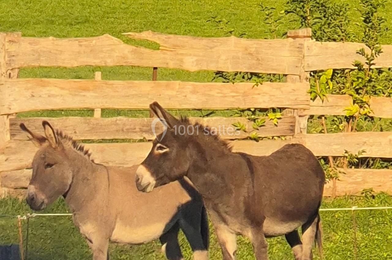 Deux ânes debout dans un pré verdoyant, près d'une clôture en bois, sous une lumière ensoleillée.