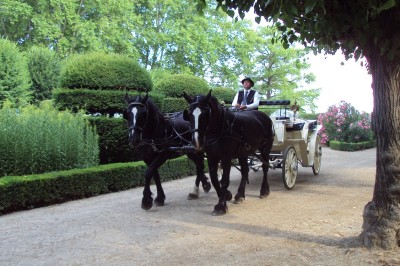 Chemin bordé de pins et d'arbustes fleuris, avec une calèche avançant au centre sous un ciel dégagé.