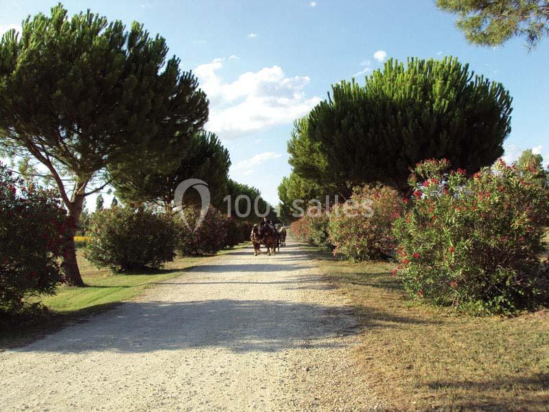 Chemin bordé de pins et d'arbustes fleuris, avec une calèche avançant au centre sous un ciel dégagé.