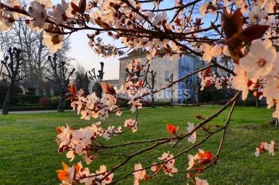 Un couple en tenue de cérémonie est transporté dans une calèche tirée par des chevaux sur un chemin bordé d'arbres.