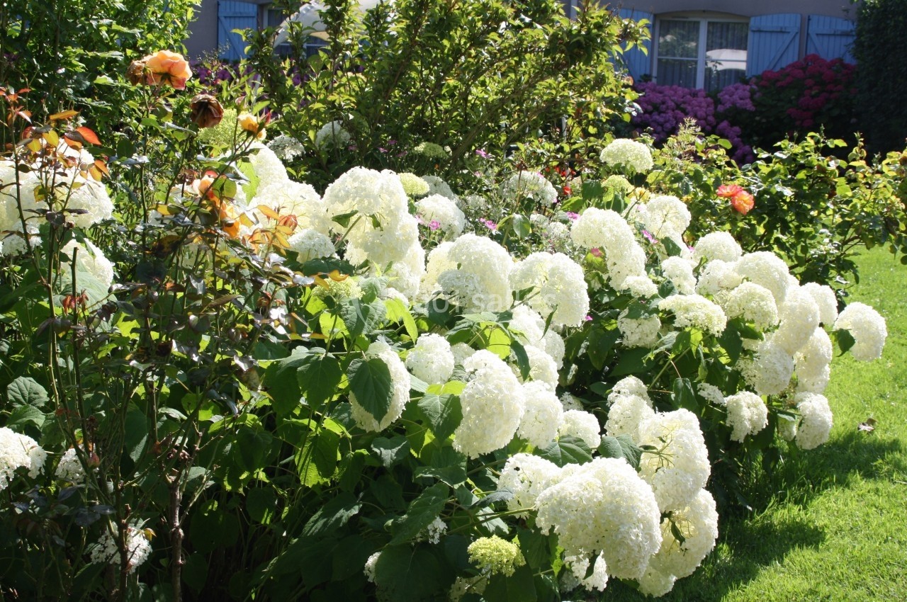 Massif de fleurs blanches d'hortensias entouré de verdure dans un jardin ensoleillé.