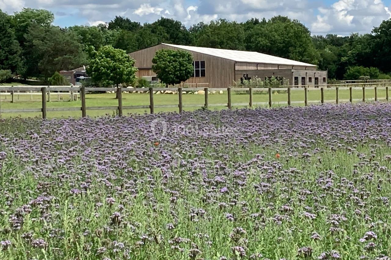Champ de fleurs violettes devant un bâtiment en bois entouré d'arbres et de clôtures en bois.