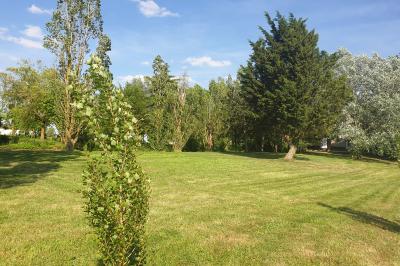 Allée verdoyante ombragée par des arbres, avec une pelouse ensoleillée au centre.