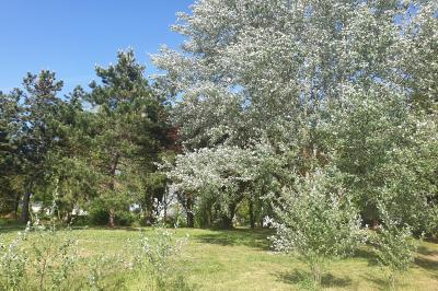Allée verdoyante ombragée par des arbres, avec une pelouse ensoleillée au centre.