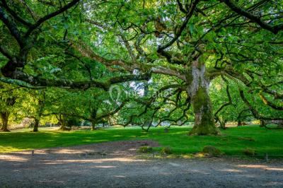 Logo du parc animalier et botanique de Branféré, avec une illustration stylisée de girafe et du texte associé.