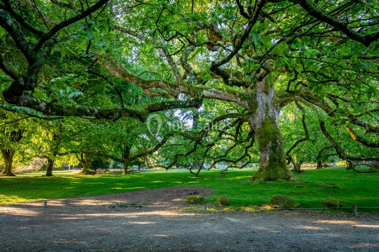 Arbre imposant aux branches étendues dans un parc verdoyant, baigné de lumière naturelle.