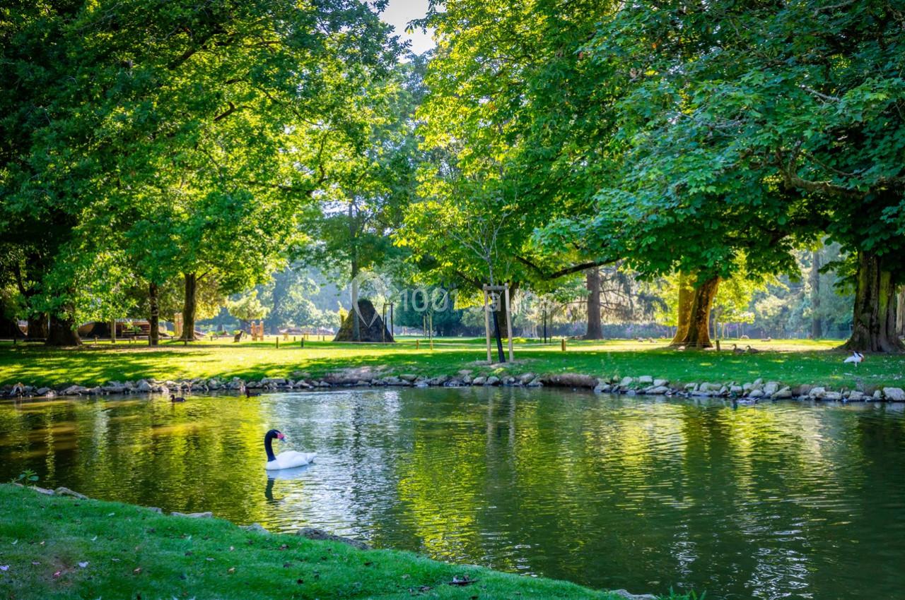 Un cygne nage paisiblement sur un étang entouré d'arbres et de verdure dans un parc.