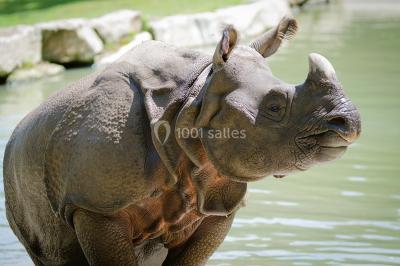 Logo du parc animalier et botanique de Branféré, avec une illustration stylisée de girafe et du texte associé.