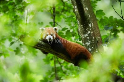 Logo du parc animalier et botanique de Branféré, avec une illustration stylisée de girafe et du texte associé.