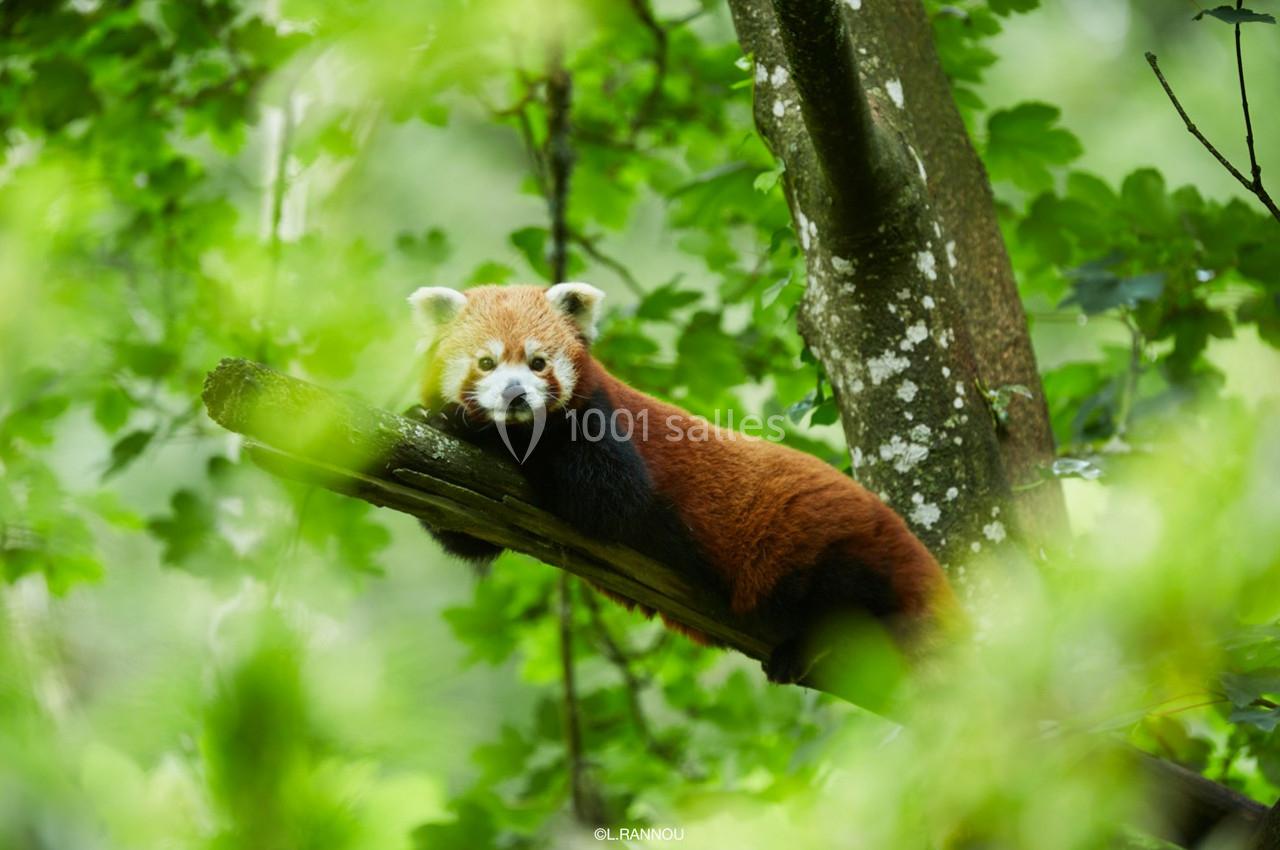 Un panda roux allongé sur une branche dans une forêt verdoyante.