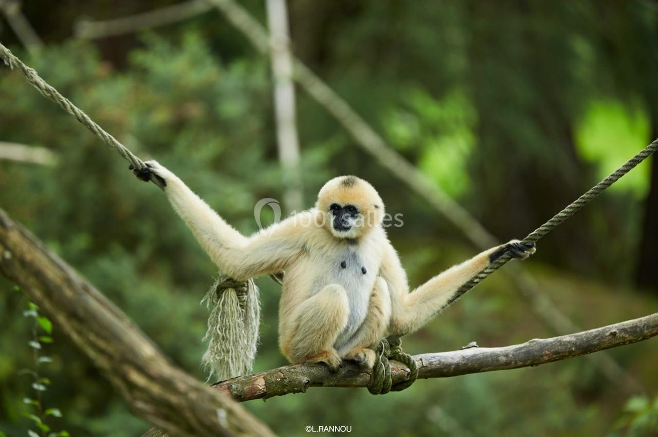 Un gibbon clair assis sur une branche, tenant des cordes dans un environnement forestier.