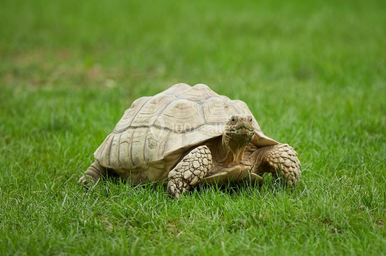 Une tortue terrestre beige se déplace lentement sur une pelouse verte.