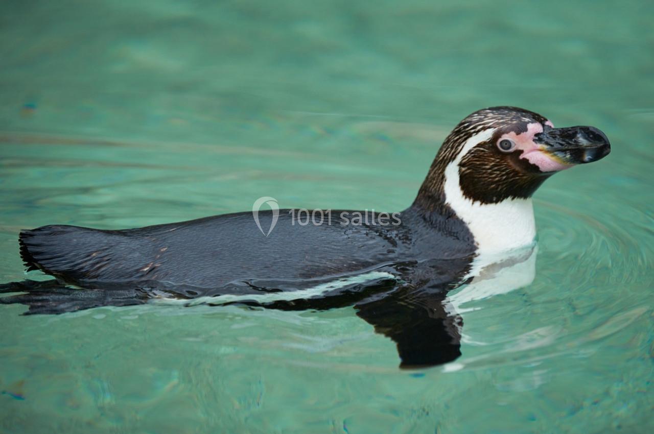 Un manchot nage dans une eau claire, son plumage noir et blanc contrastant avec le vert de l'eau.