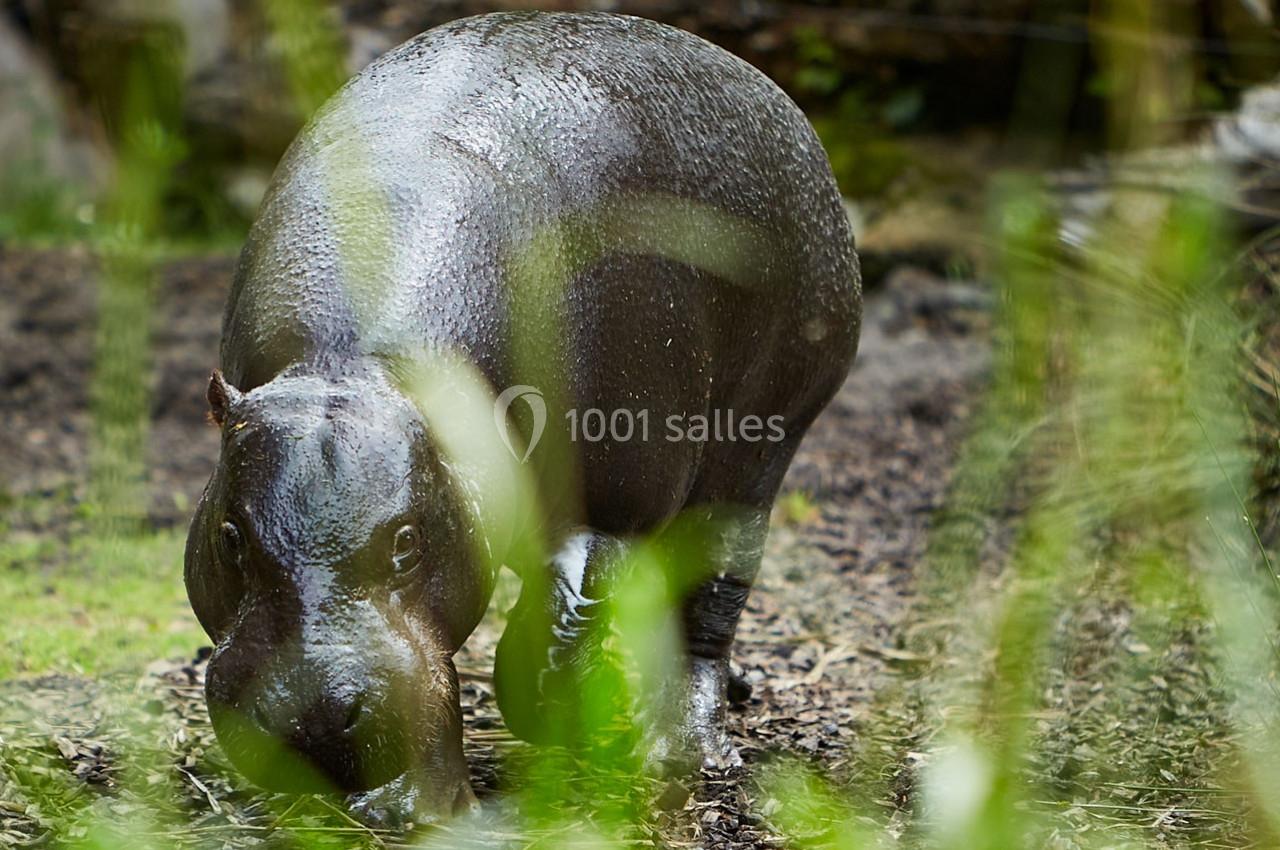 Un hippopotame nain debout sur un sol humide, entouré de végétation.