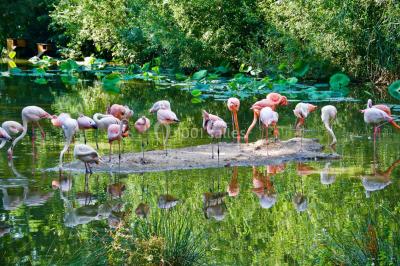 Logo du parc animalier et botanique de Branféré, avec une illustration stylisée de girafe et du texte associé.
