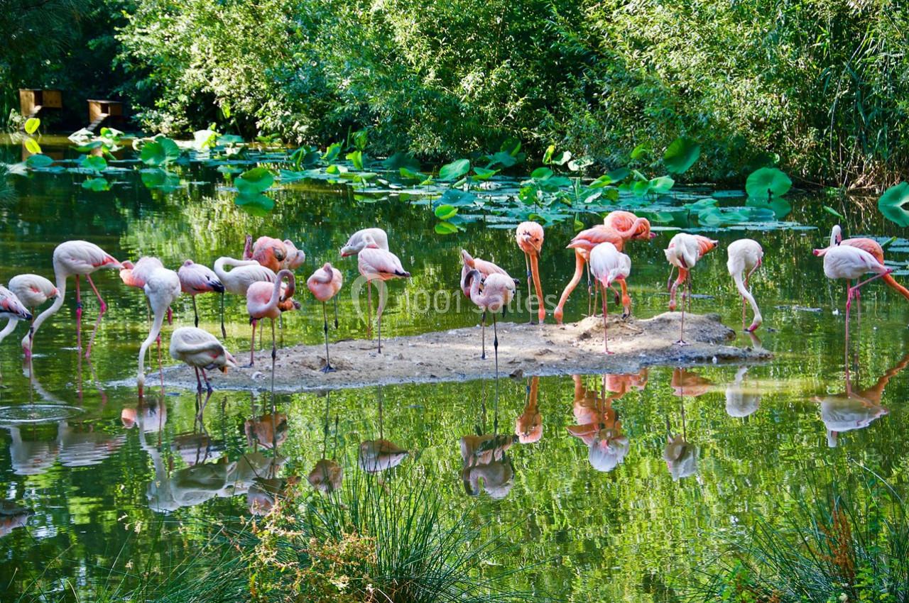 Groupe de flamants roses se tenant sur un îlot au milieu d'un étang entouré de végétation luxuriante.