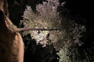 Allée en béton fraîchement coulée, éclairée par des lampadaires, entourée d'arbres et de végétation la nuit.