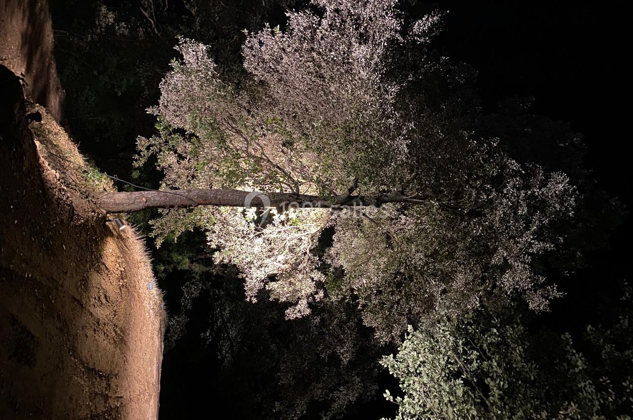 Un arbre éclairé par une lumière artificielle dans un environnement sombre, avec un sol terreux visible.