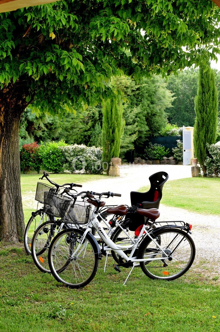 Trois vélos stationnés sous un arbre dans un jardin, dont un équipé d'un siège pour enfant.