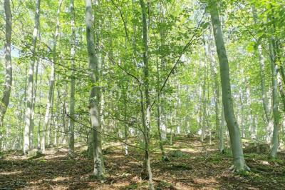 Location salle Mareil-Marly (Yvelines) - La Canopée de Mareil #30