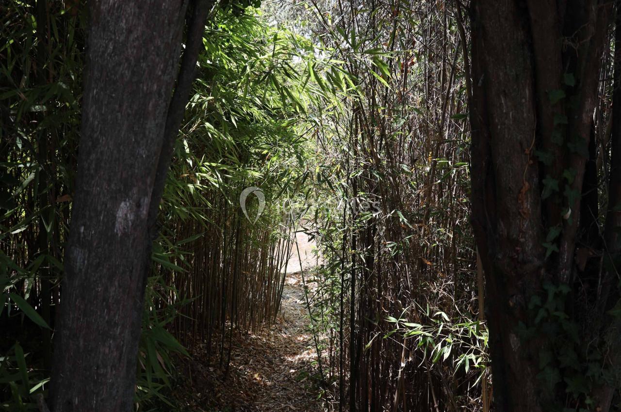 Chemin étroit bordé de bambous et d'arbres, menant vers une zone lumineuse en arrière-plan.