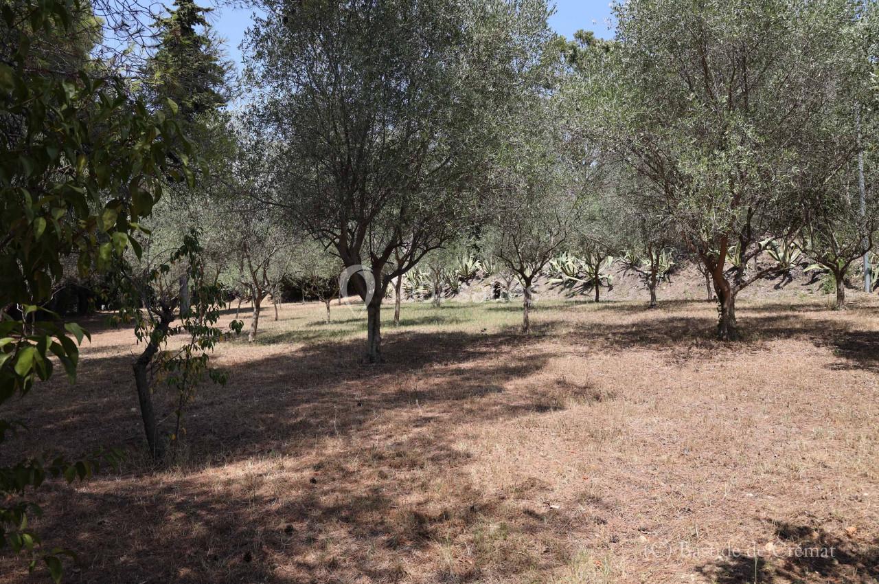 Bosquet d'oliviers sur un sol sec et herbeux, avec quelques ombres projetées par les arbres.