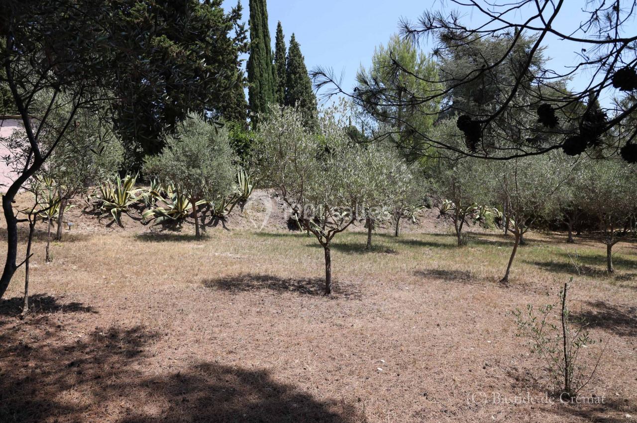 Verger d'oliviers sur un terrain sec, entouré de pins et de végétation méditerranéenne sous un ciel dégagé.