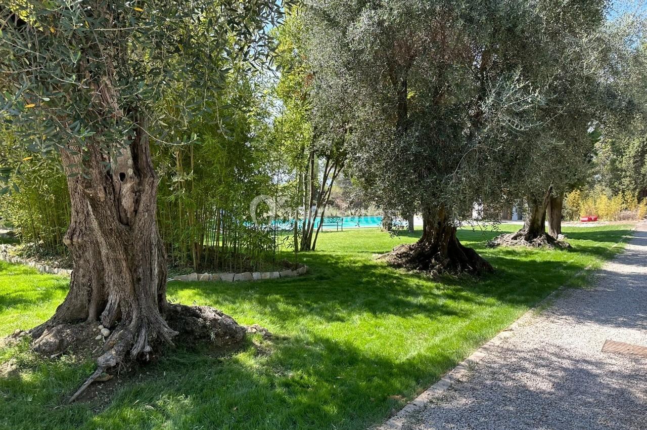Allée bordée d'arbres et de pelouse menant à une piscine entourée de végétation.