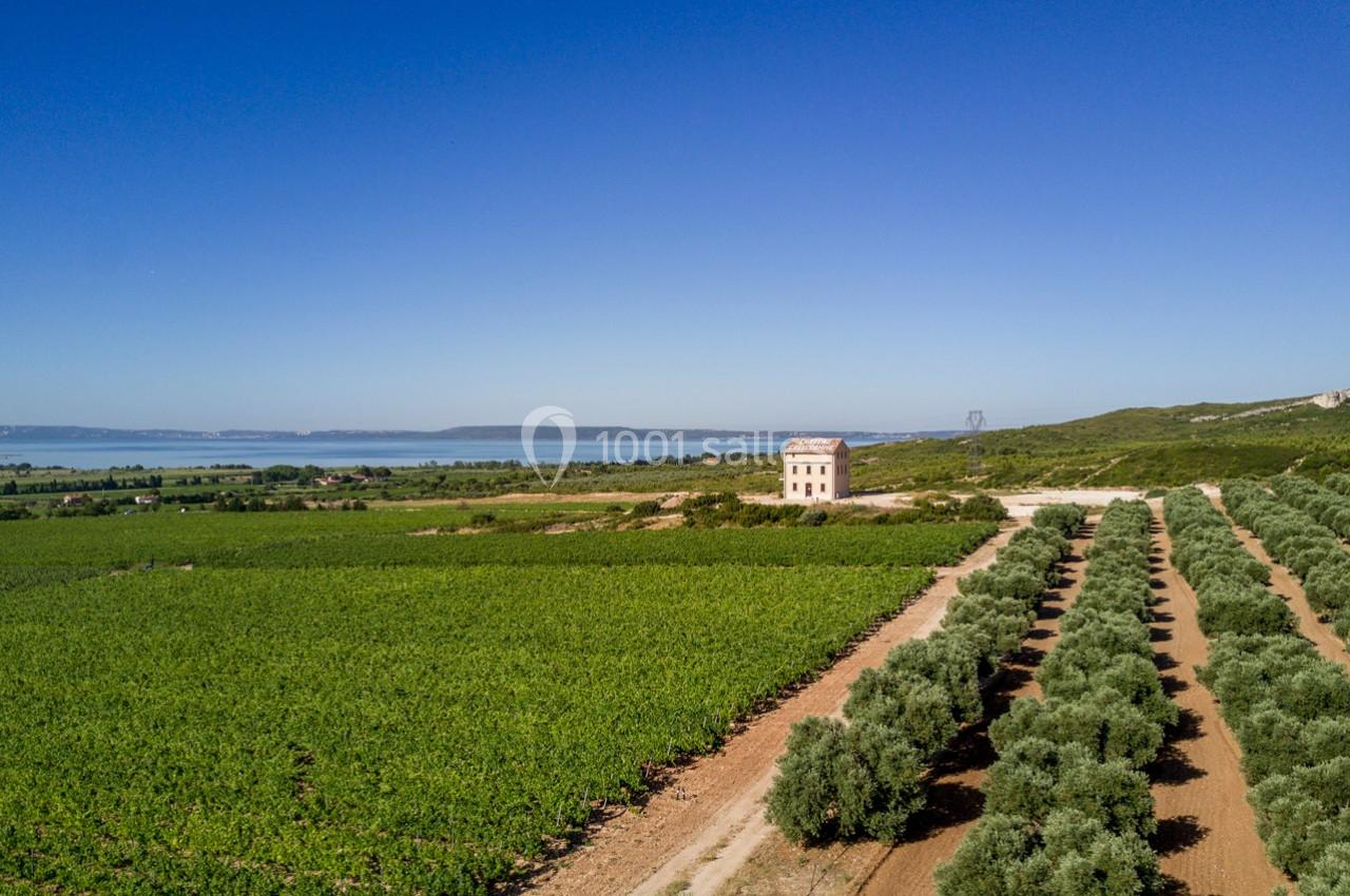 Vue aérienne d'un paysage rural avec un champ de vignes, des rangées d'oliviers et une maison isolée sous un ciel bleu.